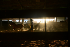 O show do cavalo crioulo