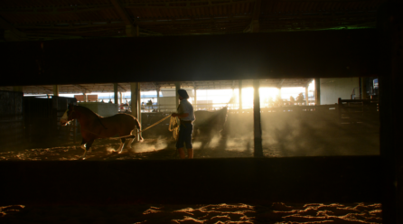 O show do cavalo crioulo