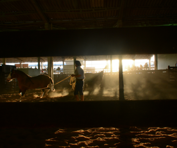 O show do cavalo crioulo