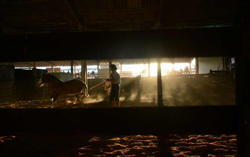 O show do cavalo crioulo